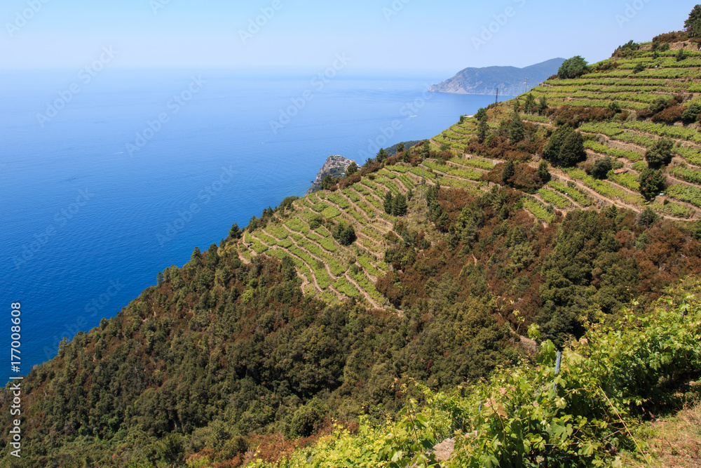 vigneti alle Cinque Terre