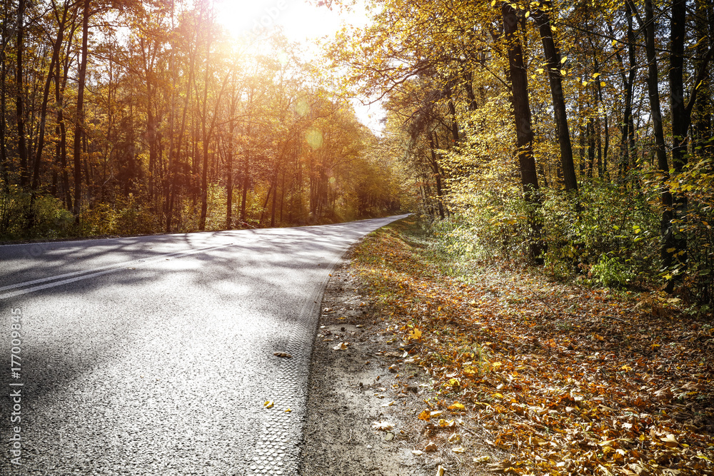 autumn road 
