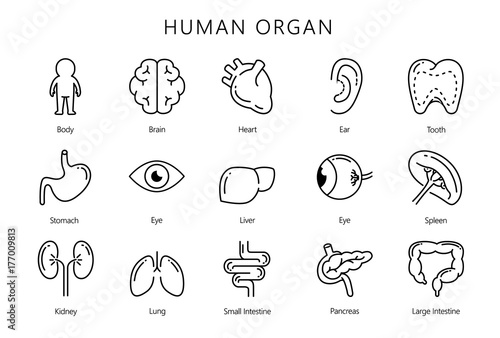 Human internal organ in line icon style collection. Illustration about medical and anatomy.