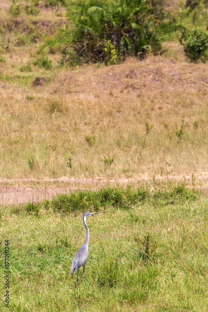 Black headed heron on the grass meadow Black headed heron on the grass meadow