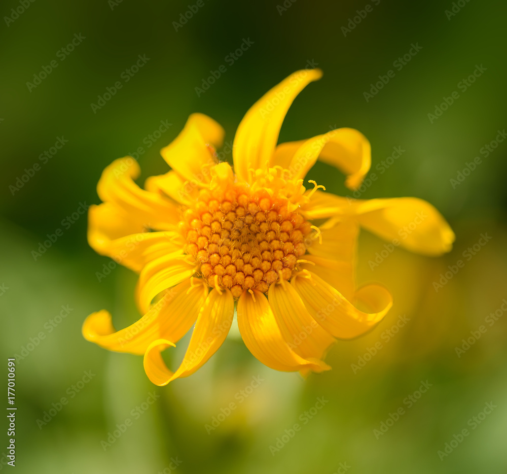 Arnica montana flower Arnica montana flower