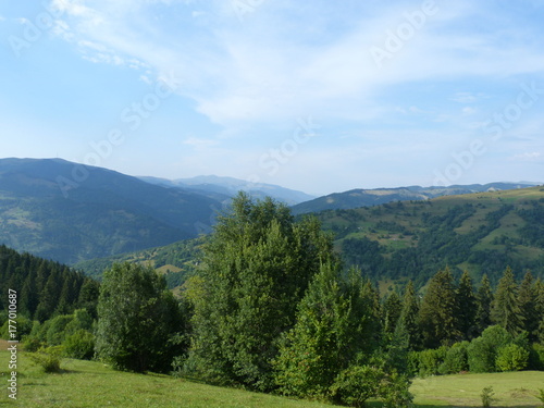 wild vegetation of the mountain forests of the Ukrainian Carpathians.