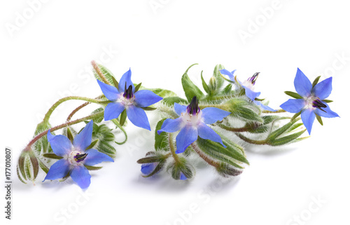 Fotografía Borage  (Borago officinalis)