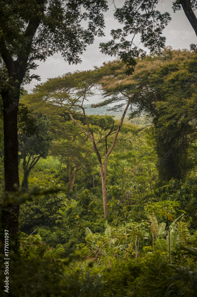 Obraz premium Asia Rain Forest