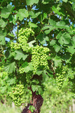 Years old vine, vineyard, varietal grapes in the Piedmont region near Alba, Italy. Green grapes grown for wine.