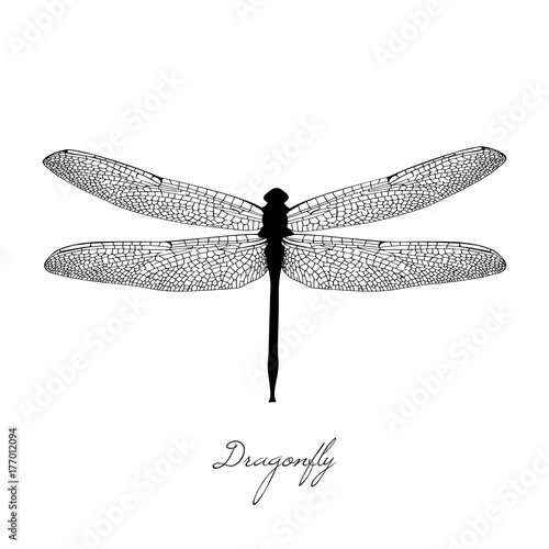 Black dragonfly on white background isolated. Hand-drawn vector illustration In the vintage style. Calligraphic inscription - dragonfly