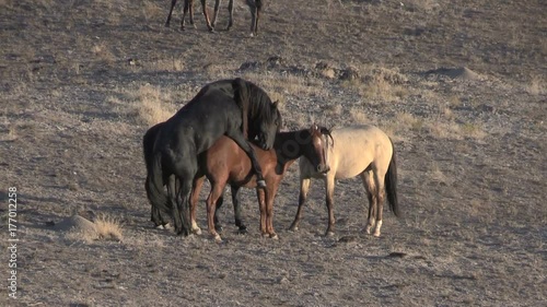 Wild Horses Mating in the Utah Desert