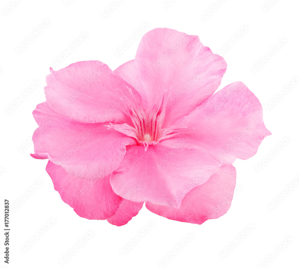 Naklejka premium oleander Nerium flower