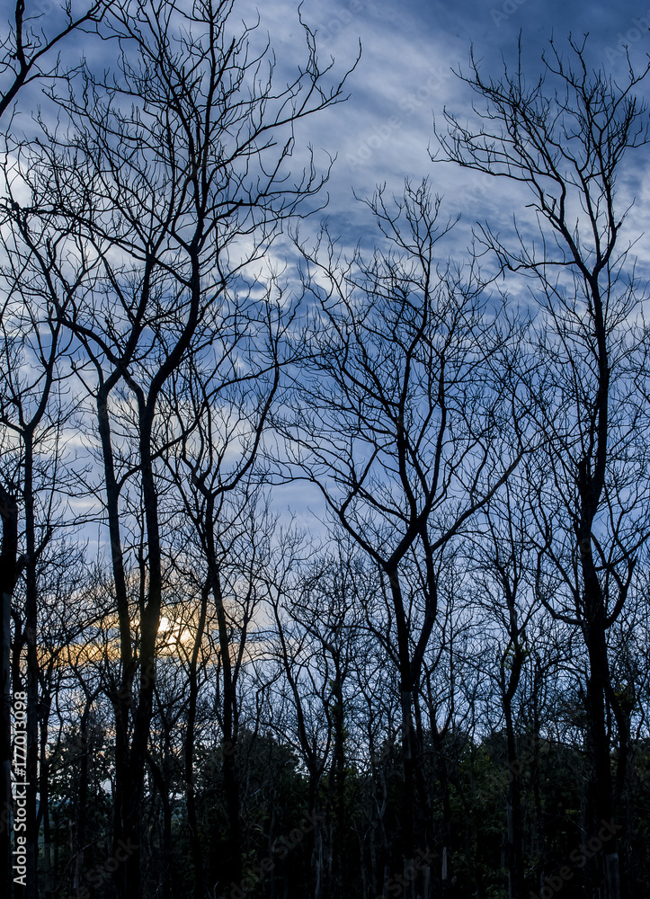 Trees silhouette forest