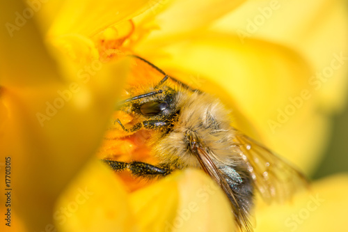 Animal life. Macro shot of a bumblebee on yellow flower.