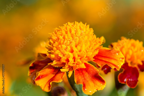 Autumn colored flower. Macro shot of an orange french marigold.