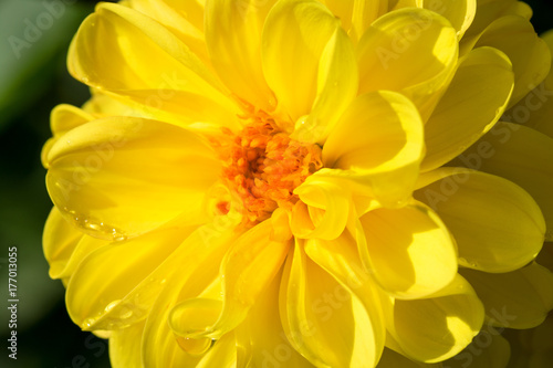 Autumn colored flower. Macro shot of an yellow marigold.