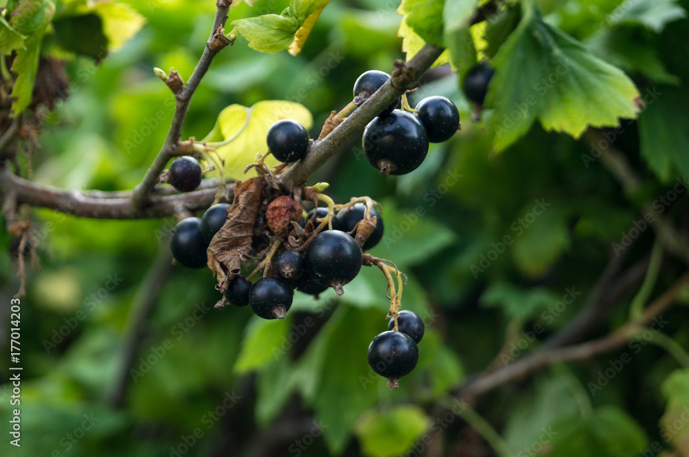 Berries of black currant in the sunny farm Berries of black currant in the sunny farm
