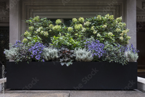 Planter Box with Purple, White, and Green Flowers in New York City photo