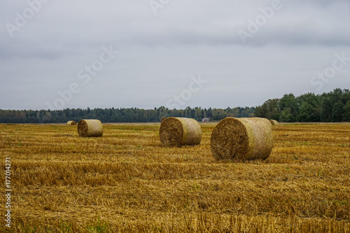 Landscape with straw bales © photoexpert