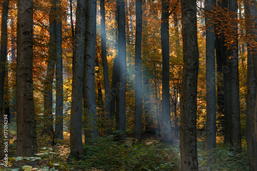 Sonnenlicht fällt in Herbstwald