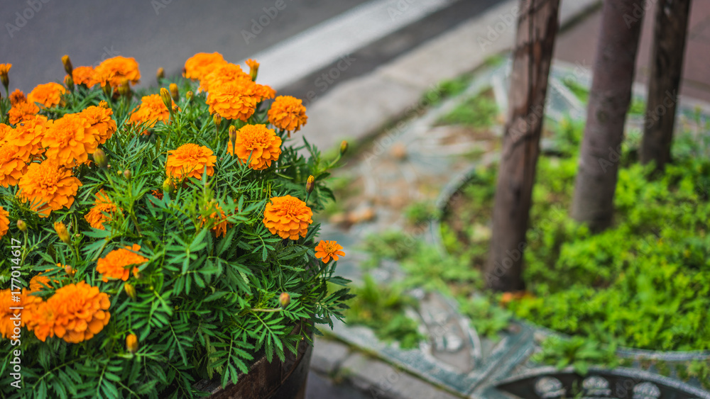 Marigold Marigold