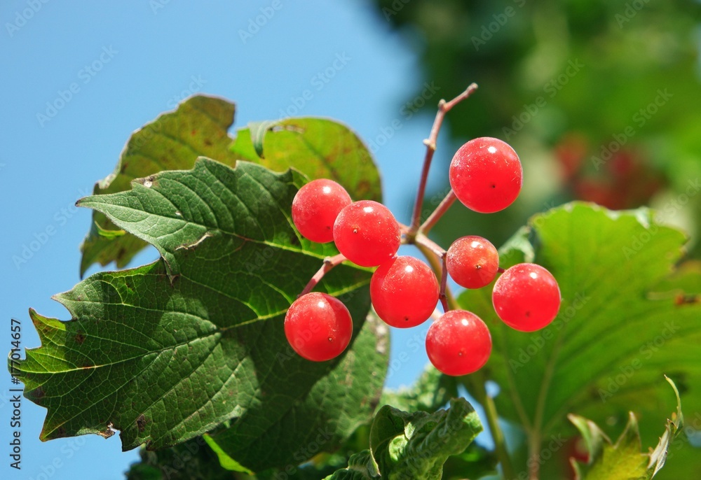 Obraz premium Red berries on a background of the foliage 