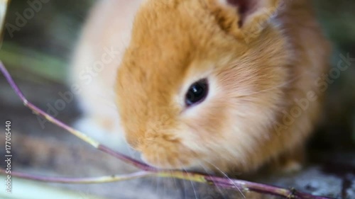 little red rabbits at the cage
