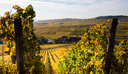 Herbst in den Weinbergen bei Zellenberg im Elsass photo