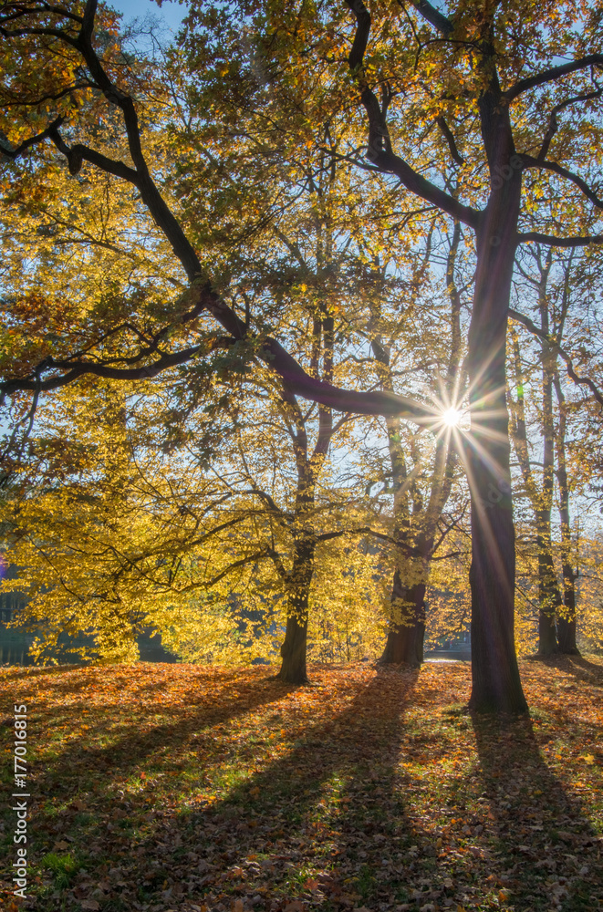 Park Jesienią Drzewa Park Jesienią Drzewa