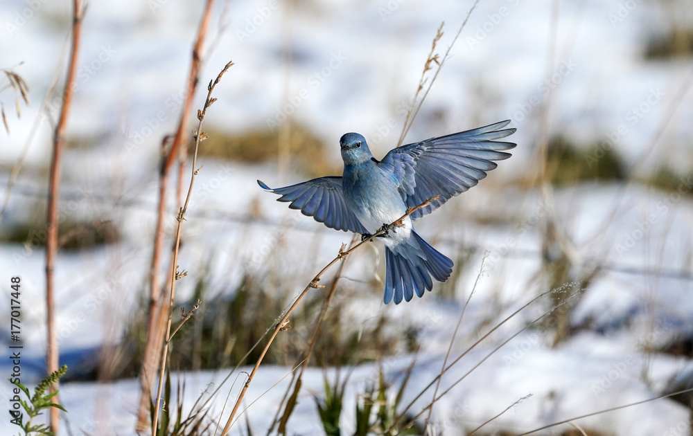 Mountain Bluebird - Snow Mountain Bluebird - Snow