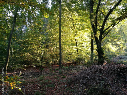 Lichtstimmung mit grünem Laub im Licht der Abendsonne am Hermannsweg in Hörste bei Lage und Detmold im Teutoburger Wald in Ostwestfalen-Lippe