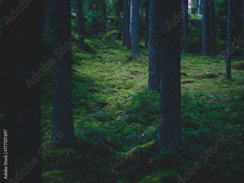 Magic woods in dark photo