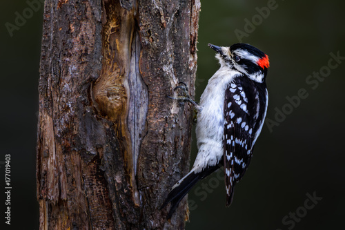 Photos Downy Woodpecker on Tree Trunk