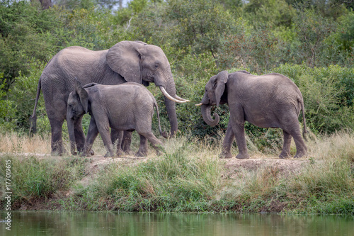 Elephant herd walking next to the water.