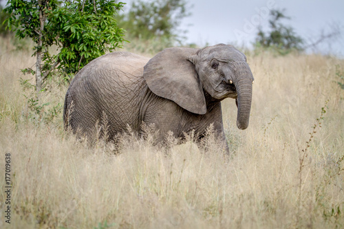 Young Elephant standing in the high grass.