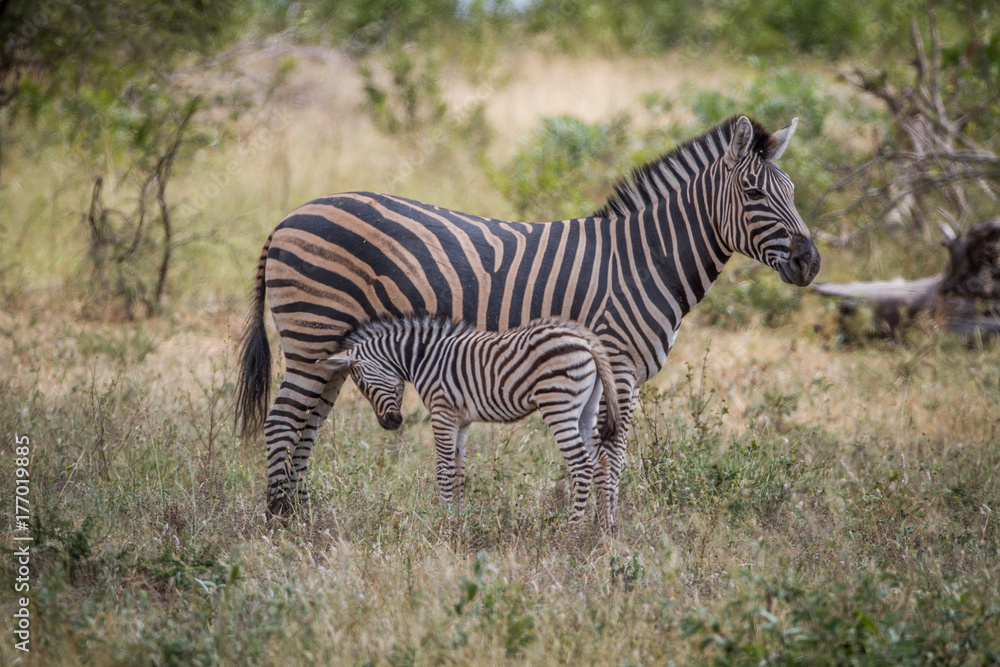 Mother and baby Zebra standing in the grass. Mother and baby Zebra standing in the grass.