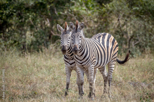 Two Zebras bonding together in Kruger.