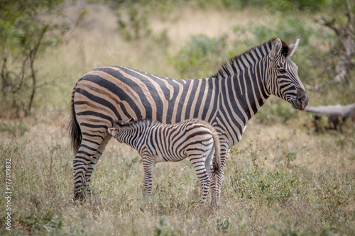 Baby Zebra suckling from his mother.