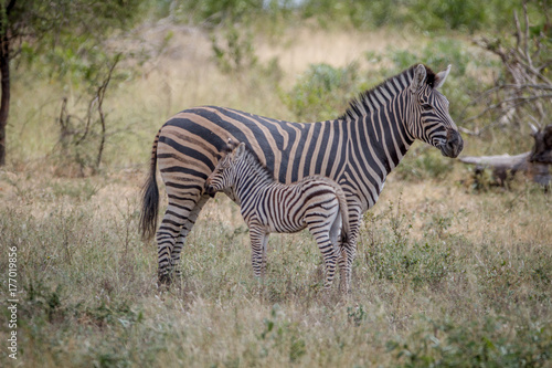 Mother and baby Zebra standing in the grass.