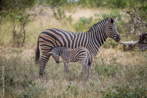 Mother and baby Zebra standing in the grass.