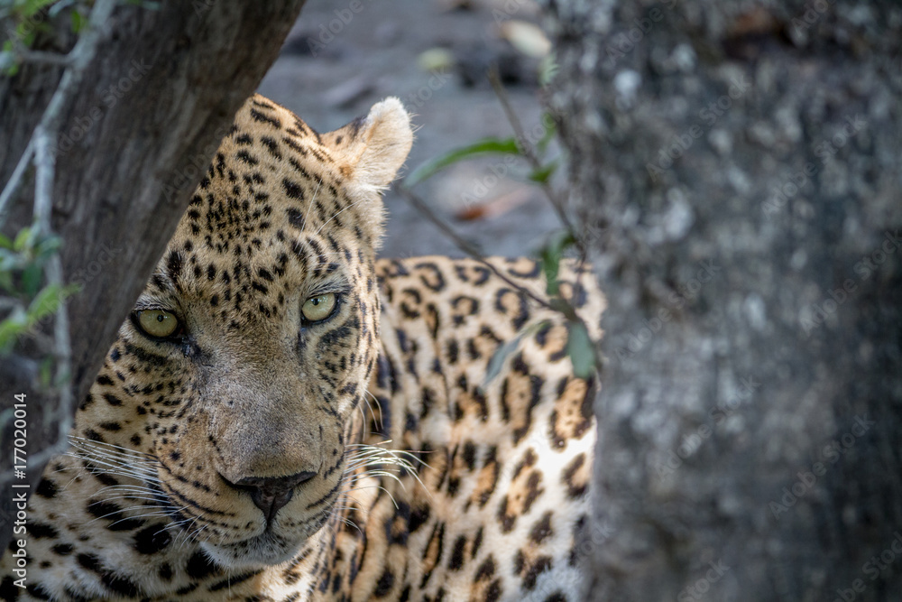 Big male Leopard hiding behind a tree. Big male Leopard hiding behind a tree.