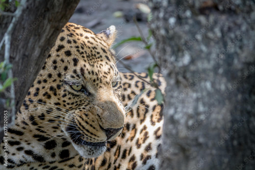 Big male Leopard hiding behind a tree. Big male Leopard hiding behind a tree.