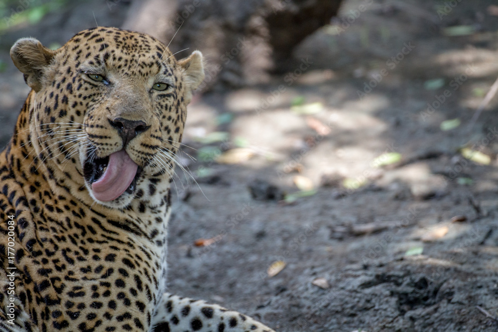 Fototapeta premium Big male Leopard grooming himself.