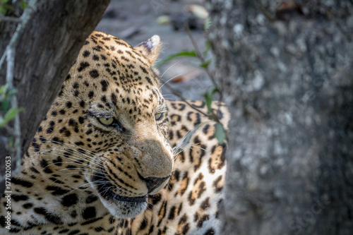 Big male Leopard hiding behind a tree.