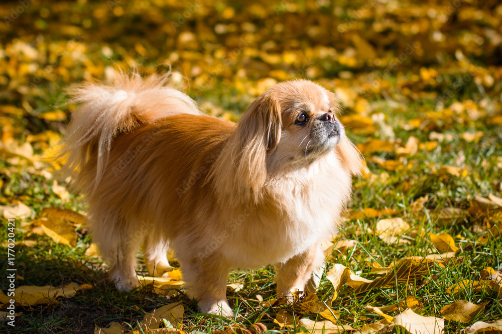Obraz premium Cute and funny red light pekingese dog in autumn park playing with leaves and joyful. Best human friend. Pretty mature dog in garden around sunlight