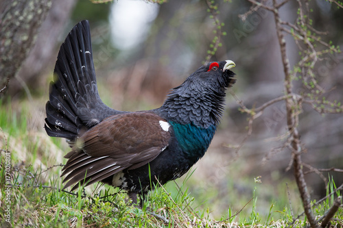 Tetrao urogallus -  Eurasian Capercaillie - Gallo cedrone