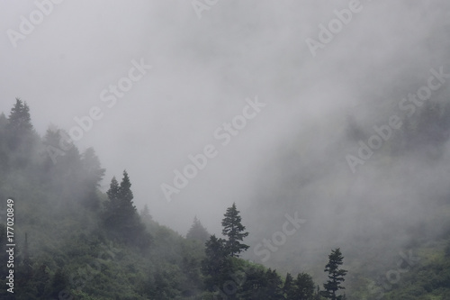 Misty Forest © JT Fisherman