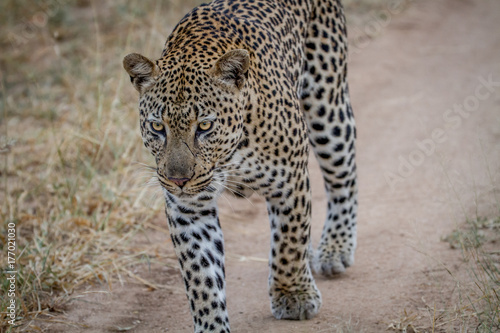 Leopard walking towards the camera. © simoneemanphoto