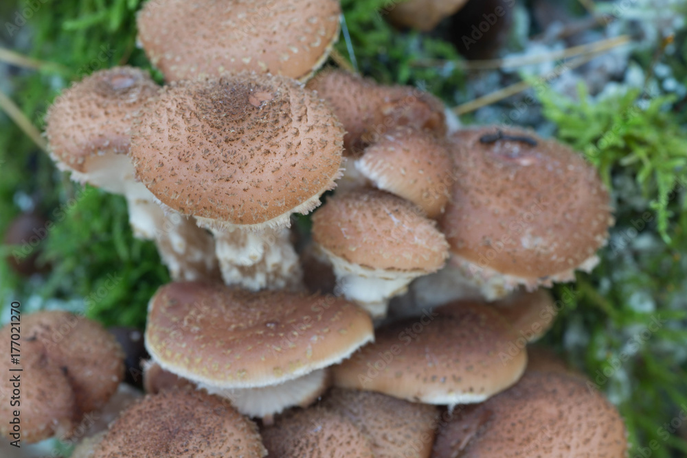 group of eatable mushrooms Armillaria ostoyae group of eatable mushrooms Armillaria ostoyae