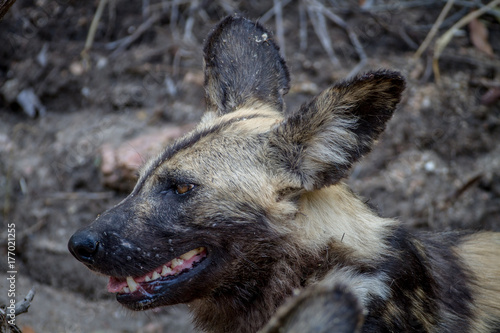 Close up of an African wild dog.