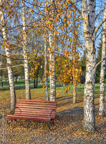 Принти на полотні Wooden bench in autumn city park under the birch trees