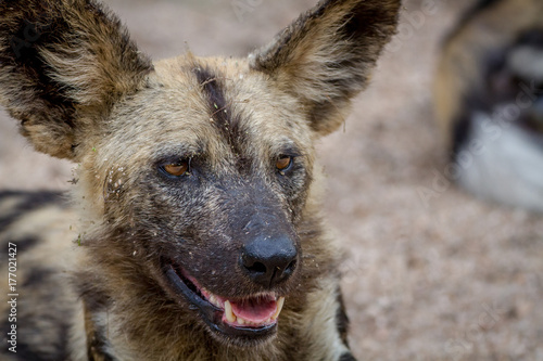 Close up of an African wild dog. © simoneemanphoto