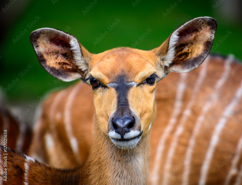 Female of lowland nyala Female of lowland nyala