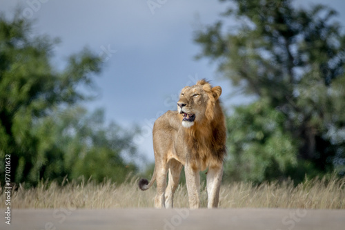 Male Lion standing on the road.